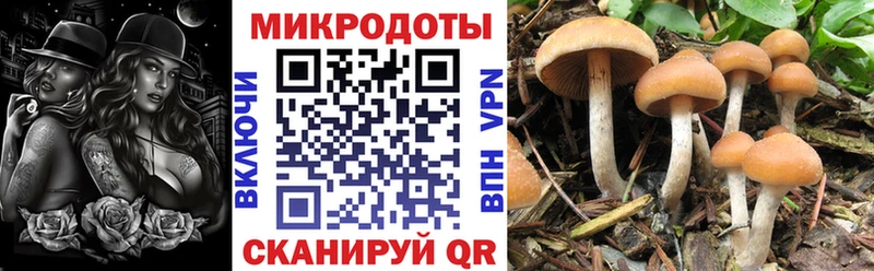 Купить  Стрежевой  Галлюциногенные грибы MAGIC MUSHROOMS 